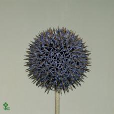 Echinopsis blue globe
