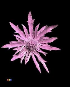 Eryngium alpinum verf