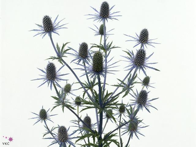 Eryngium blue angel