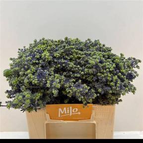 Eryngium magical purple stars