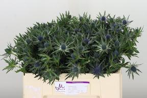 Eryngium orion questar
