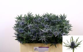 Eryngium orion questar