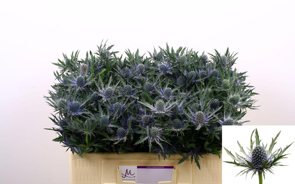 Eryngium orion questar