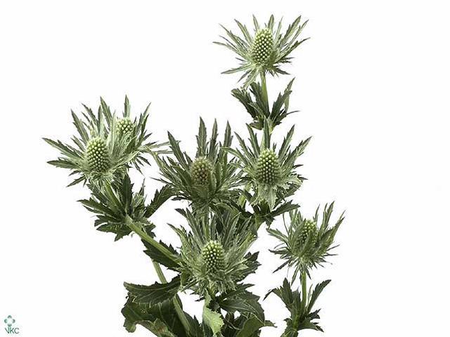 Eryngium sirius questar