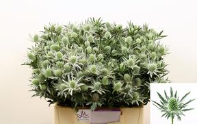 Eryngium sirius questar