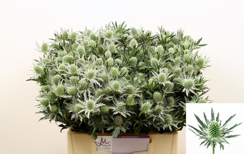 Eryngium sirius questar