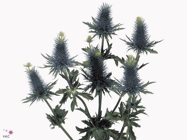 Eryngium supernova questar