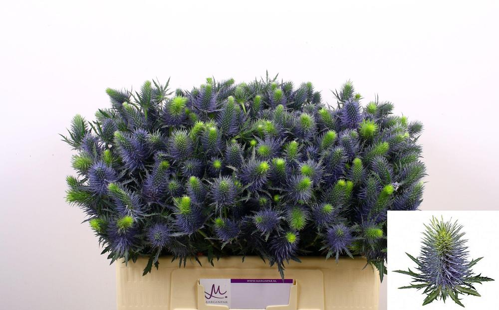 Eryngium supernova questar