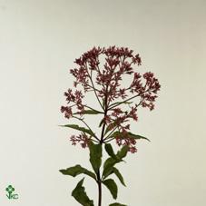 Eupatorium purpureum
