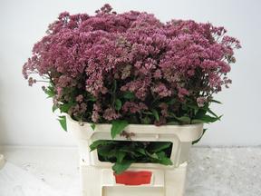 Eupatorium purpureum
