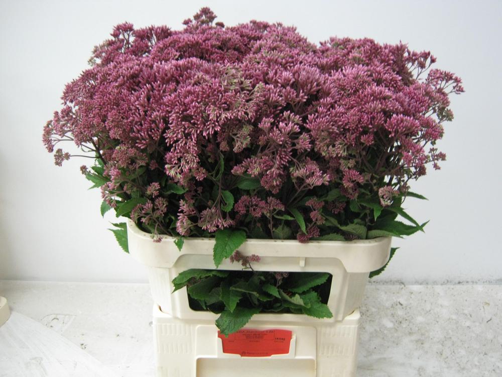 Eupatorium purpureum