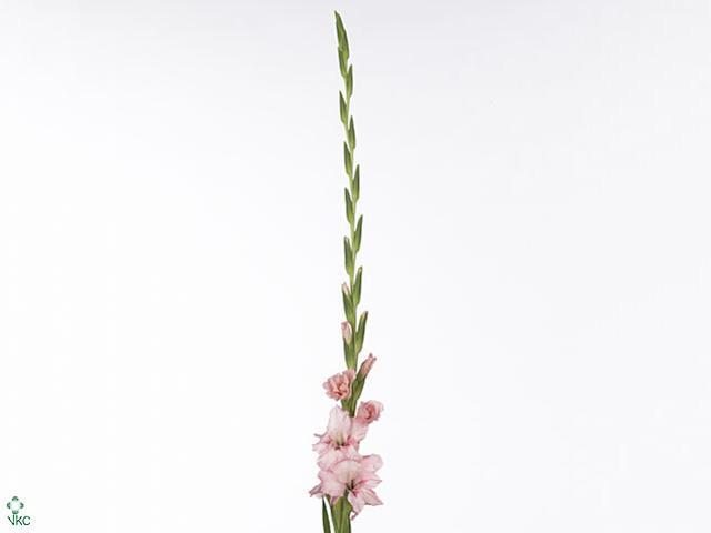 Gladiool gr adrenalin