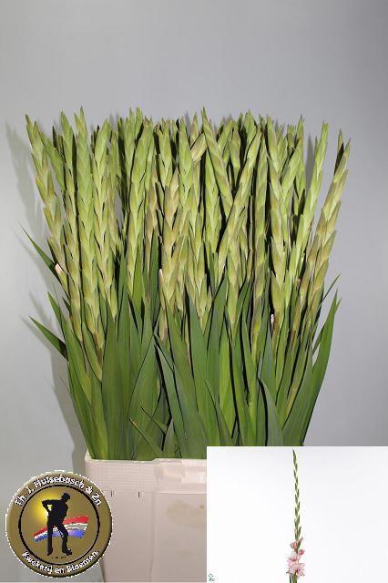 Gladiool gr adrenalin