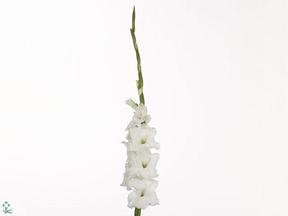 Gladiool gr essential