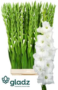Gladiool gr essential
