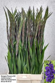 Gladiool gr purple flora
