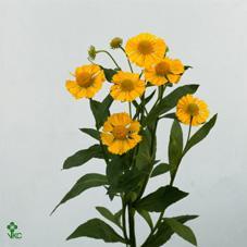 Helenium kanaria