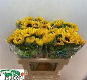 Helianthus orange fire
