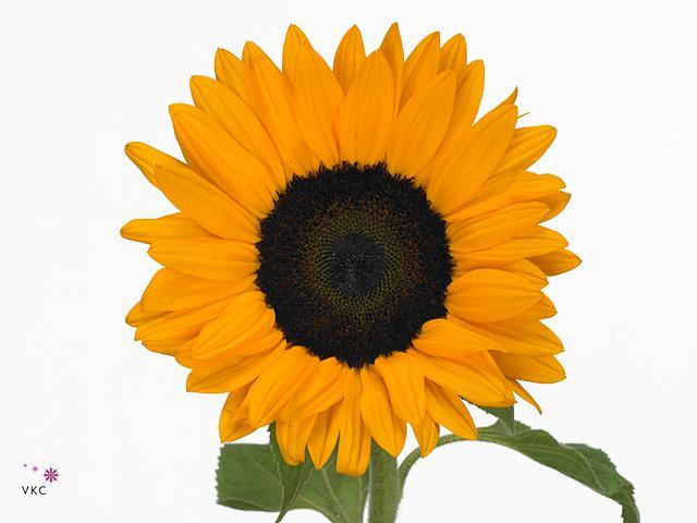 Helianthus orange fire