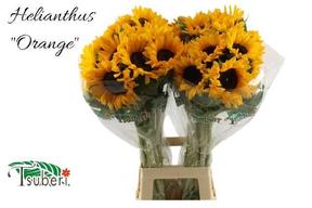 Helianthus orange fire
