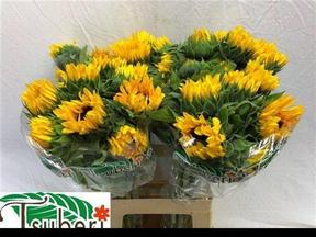 Helianthus orange fire