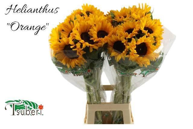 Helianthus orange fire