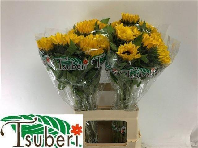 Helianthus orange fire