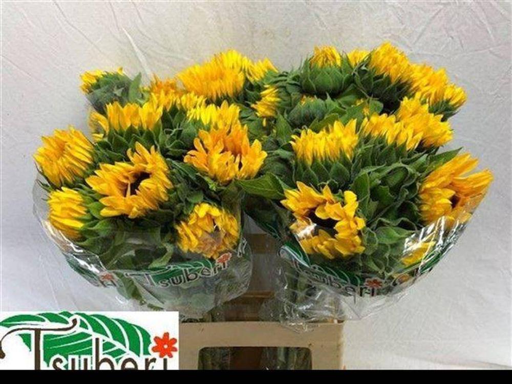 Helianthus orange fire