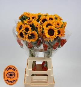 Helianthus orange fire