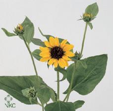 Helianthus sonja