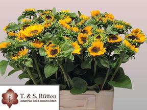 Helianthus sonja