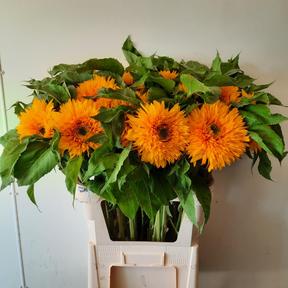 Helianthus sun king