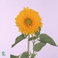 Helianthus sun king