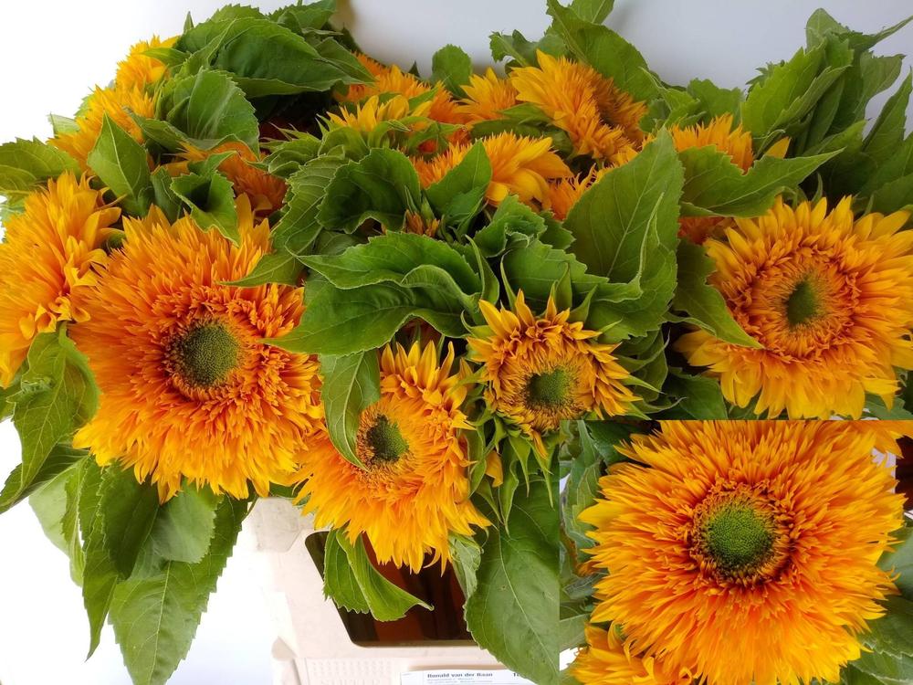Helianthus sun king