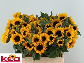Helianthus sunrich or.