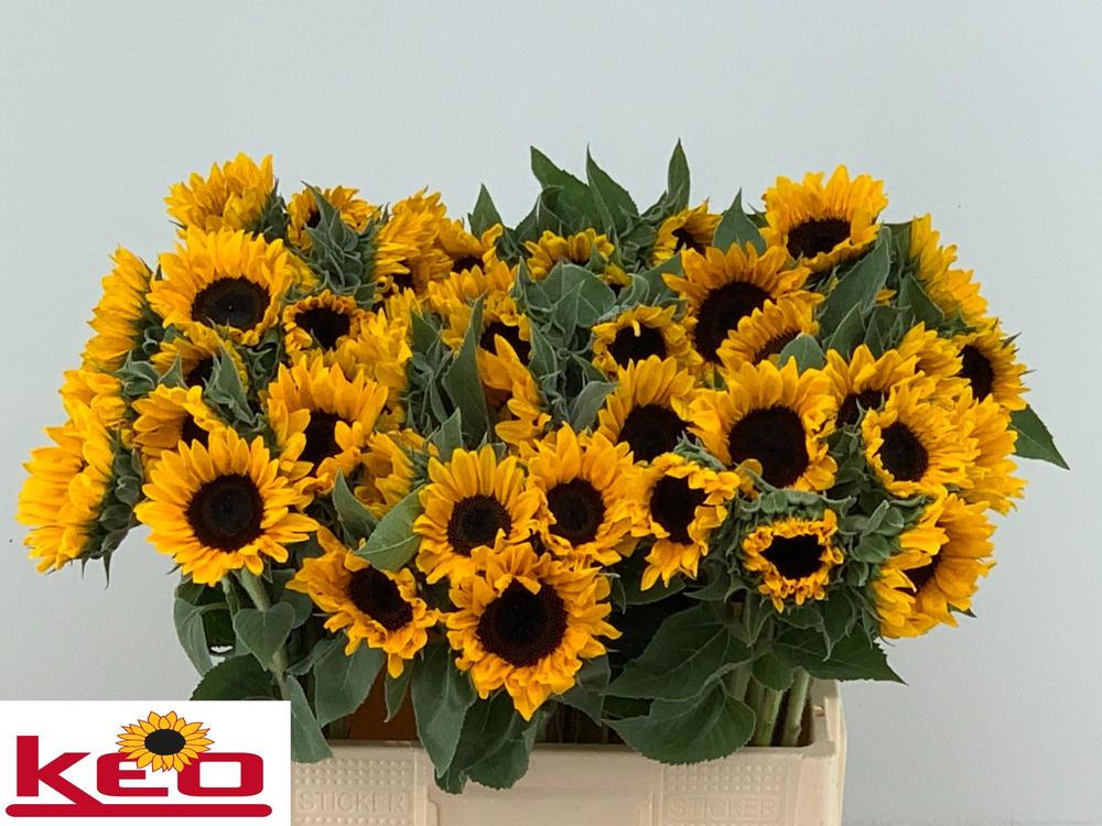 Helianthus sunrich or.