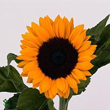 Helianthus sunrich or.