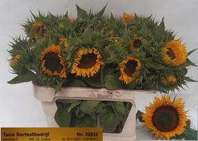 Helianthus sunrich or.