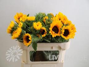 Helianthus vincent's choice