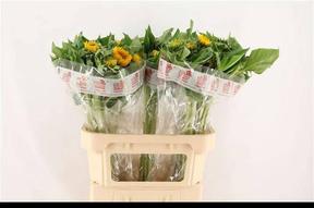 Helianthus vincent's choice