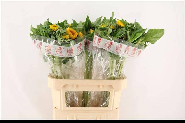 Helianthus vincent's choice