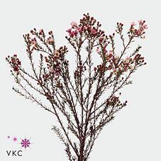 Chamelaucium adi
