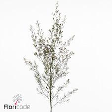 Chamelaucium early nir