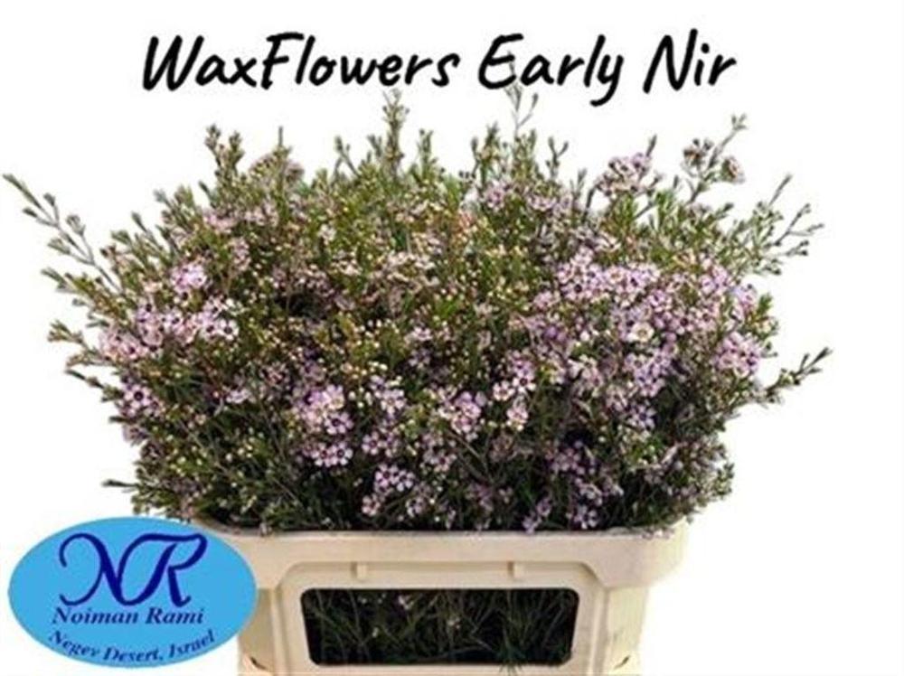 Chamelaucium early nir