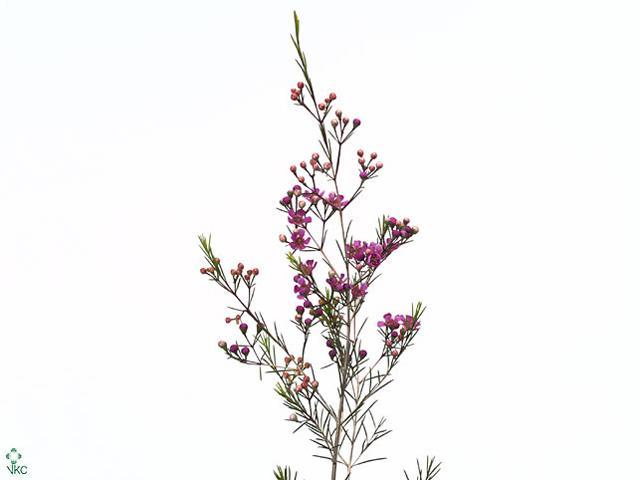 Chamelaucium eden