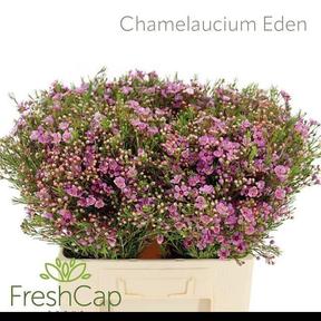 Chamelaucium eden
