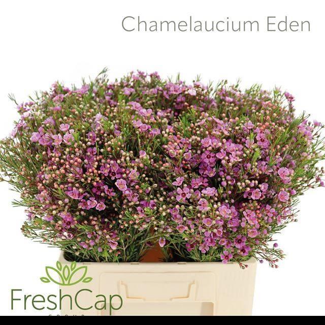 Chamelaucium eden