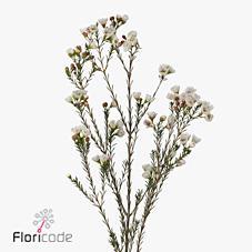 Chamelaucium moonlight delight