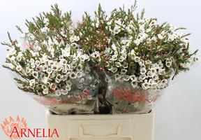 Chamelaucium moonlight delight