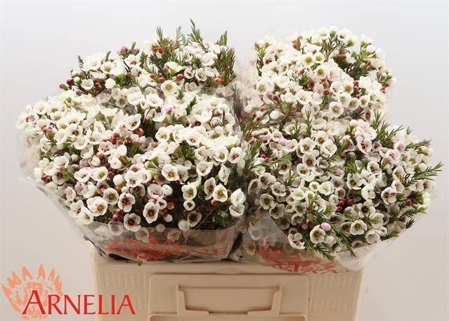 Chamelaucium moonlight delight